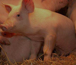 畜博会, 养猪, 猪业, 仔猪, 运动会, 规模猪场, 养猪企业, 养猪网