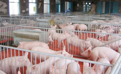 猪伪狂犬病是规模化养猪场重大传染病之一