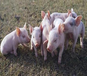冬季养猪提高效益的九大方法