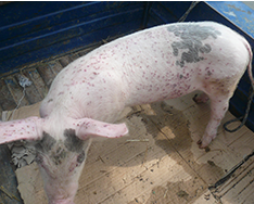猪圆环病毒症状及防治措施