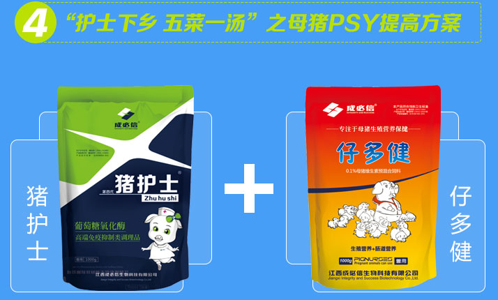 母猪PSY