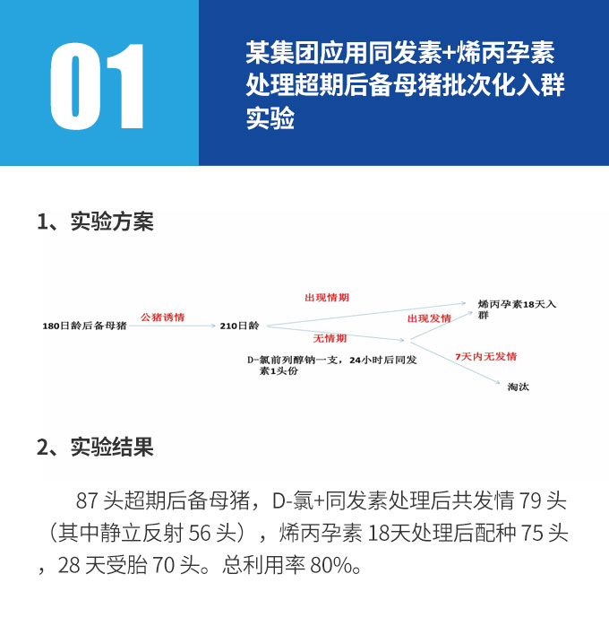 某集团应用同发素+烯丙孕素处理超期后备母猪批次化入群实验