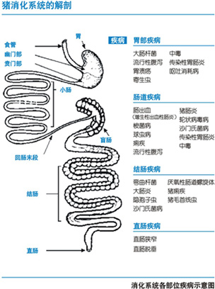 猪消化系统的解剖