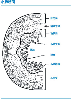 小肠断面